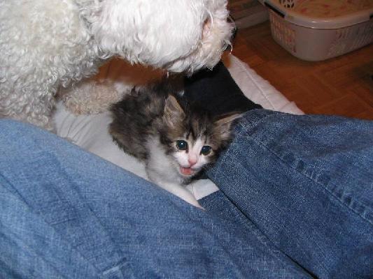 Riley and Abby Dec 2004 015.jpg